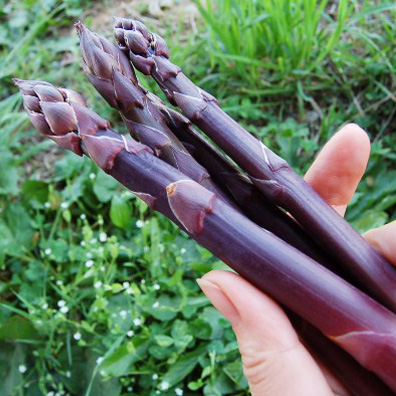 紫アスパラガス　１kg
