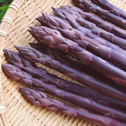 紫アスパラガスの収穫量はグリーンアスパラガスの三分の一