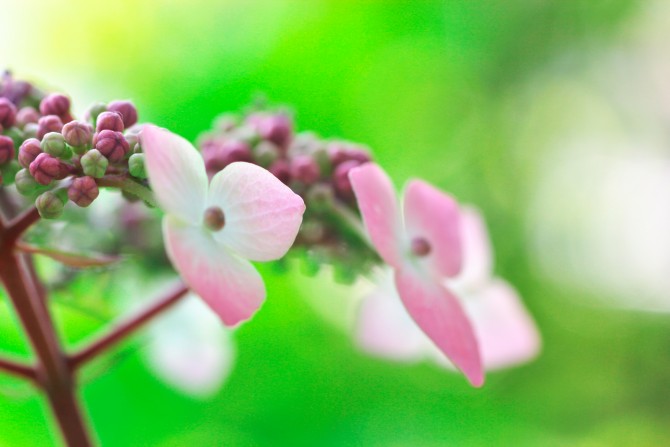 お気に入りの花で押し花を楽しんでみませんか 明日にも使える やさしい暮らしのためのお役立ち情報 Sooooos