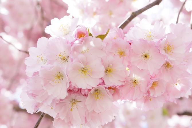 夜桜も綺麗だけど 朝の桜も素敵です 明日にも使える やさしい暮らしのためのお役立ち情報 Sooooos