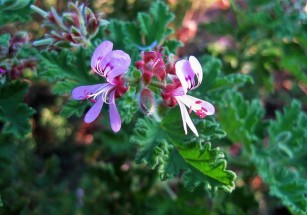 おうち時間を楽しもう 蚊の嫌いなハーブを植えて 快適ガーデンニング 明日にも使える やさしい暮らしのためのお役立ち情報 Sooooos