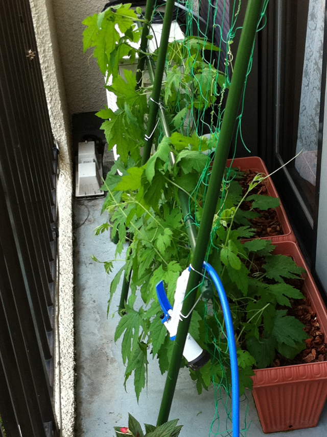 今年もそろそろはじめよう 夏のエコ対策 緑のカーテン作り 明日にも使える やさしい暮らしのためのお役立ち情報 Sooooos