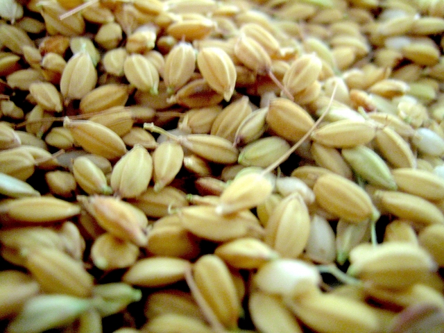 ベランダでお米ができる バケツ稲の育て方 明日にも使える やさしい暮らしのためのお役立ち情報 Sooooos